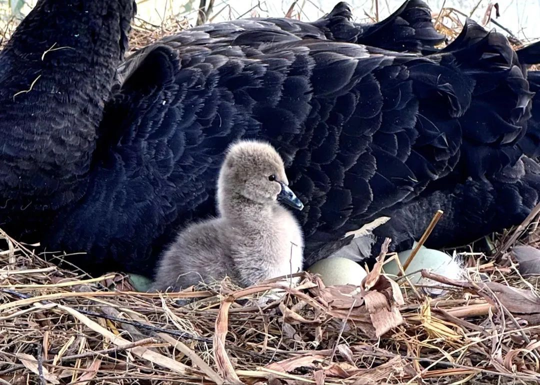 合肥一高校传来喜讯 合肥一高校传来喜讯