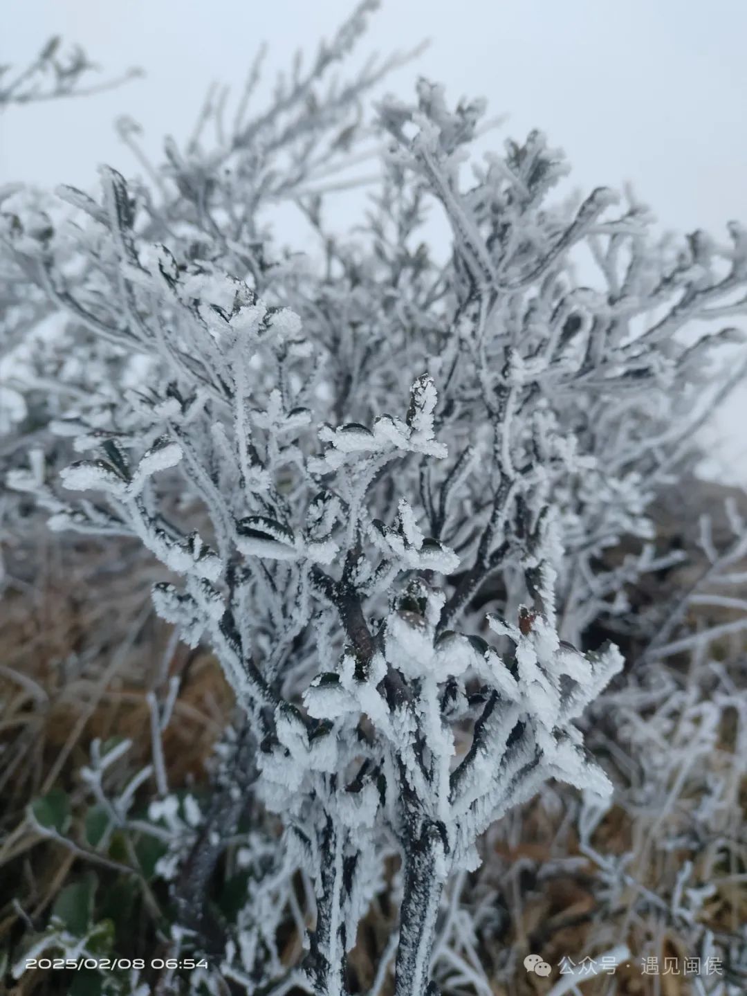 最低-8℃！绝美雾凇再次上线！福建回暖时间在……