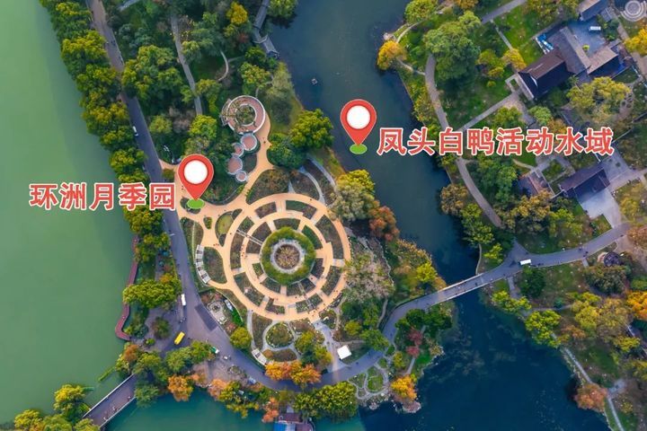 “鸡同鸭桨”！快看玄武湖上，这是什么造型啊？