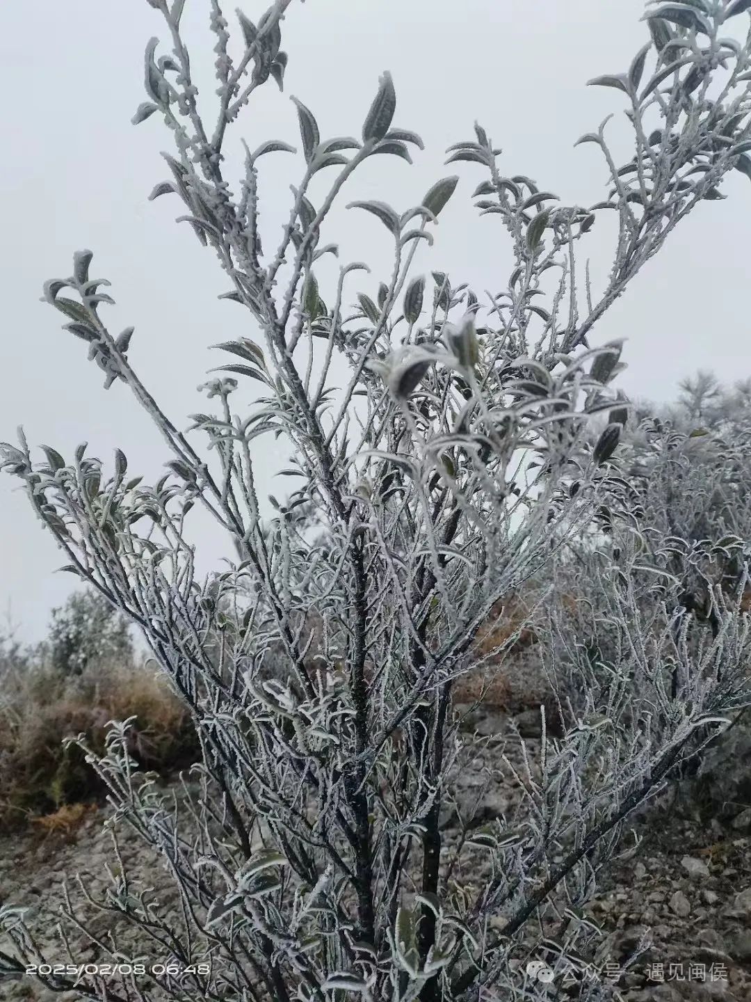 最低-8℃！绝美雾凇再次上线！福建回暖时间在……