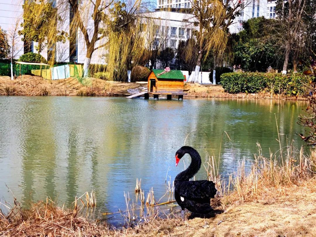 合肥一高校传来喜讯 合肥一高校传来喜讯