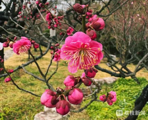 南京多个景区梅花初绽 “梅”好时光即将开启