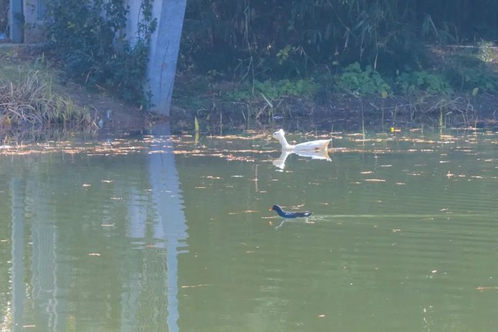 “鸡同鸭桨”！快看玄武湖上，这是什么造型啊？