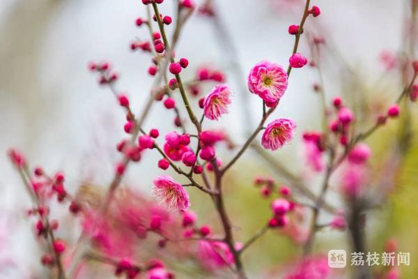 南京多个景区梅花初绽 “梅”好时光即将开启