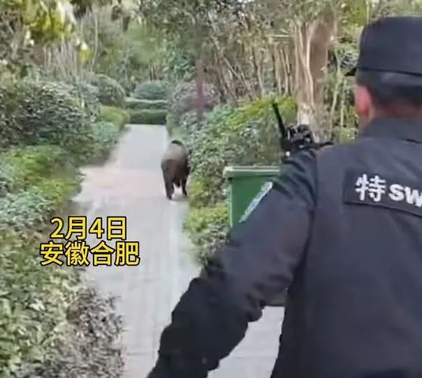 野猪突入合肥一小区！警方现场击毙