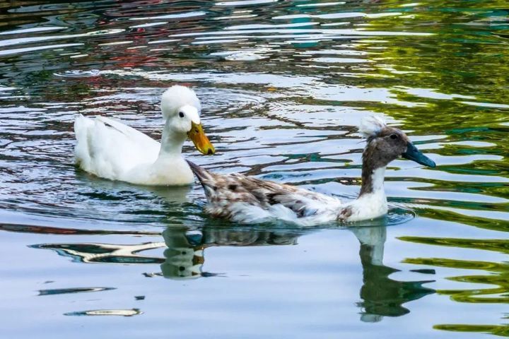 “鸡同鸭桨”！快看玄武湖上，这是什么造型啊？