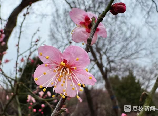 南京多个景区梅花初绽 “梅”好时光即将开启