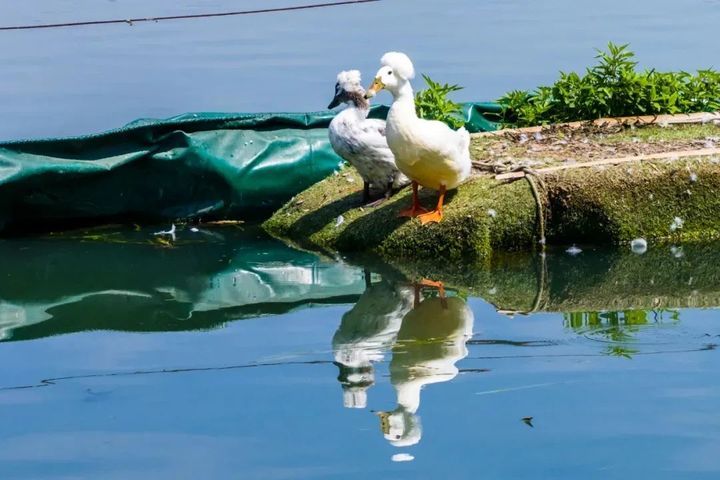 “鸡同鸭桨”！快看玄武湖上，这是什么造型啊？