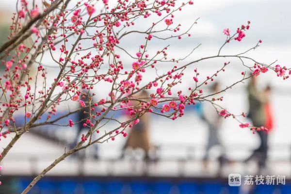 南京多个景区梅花初绽 “梅”好时光即将开启