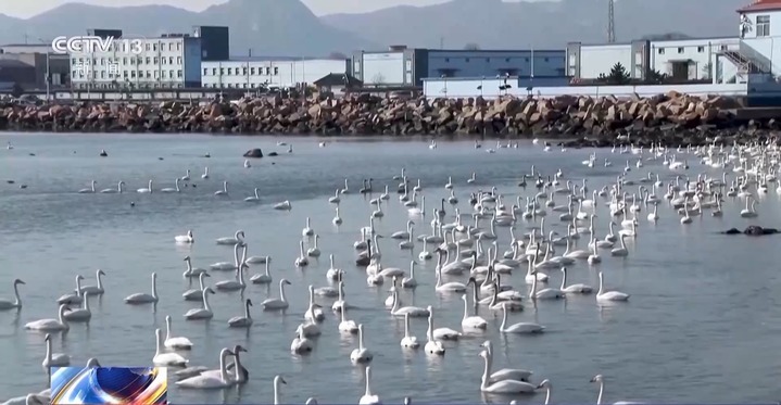 南北观鸟“战况”太火热！鄱阳湖白鹤PK荣成大天鹅