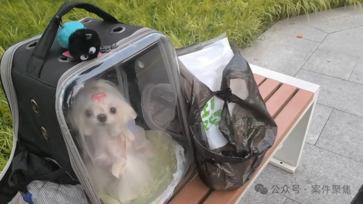 “狗生”悲剧！花6000元配种失败，差点丧命！上海法院判了