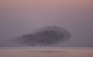 合肥这里的上空出现“大鱼海棠”奇观