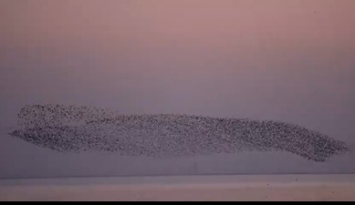 合肥这里的上空出现“大鱼海棠”奇观