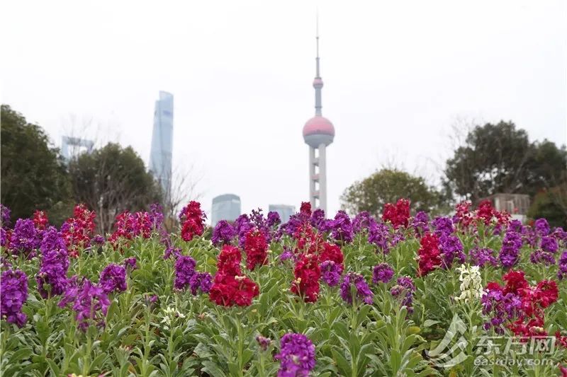 上海气温重回两位数！元宵节云量多有小雨，后期还有降水，气温起伏不定……