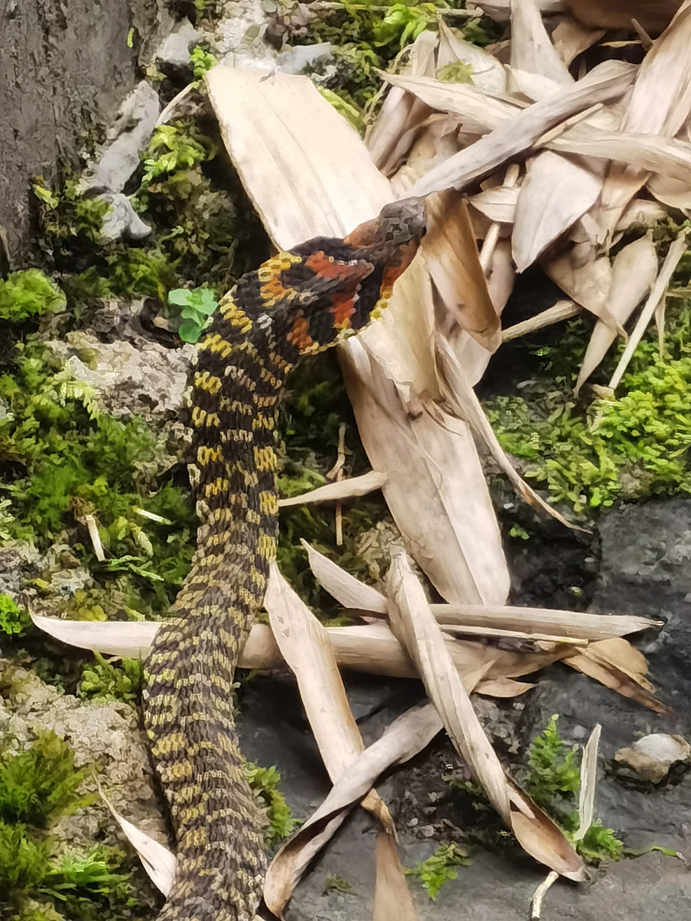 云南发现会捕食蟾蜍“炼毒”的蛇,受威胁时颈部腺体释放毒液 云南发现会捕食蟾蜍“炼毒”的蛇,受威胁时颈部腺体释放毒液