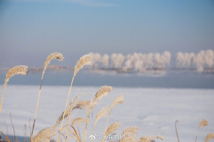 松花江畔雾凇美成了冰雪世界