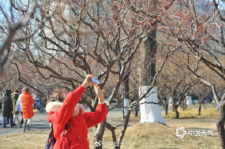 北京明城墙遗址公园梅花含苞待放