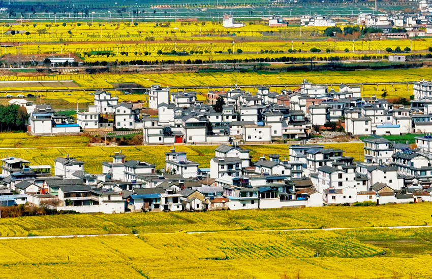 雪山花海同框：苍山雪未消 洱海之畔油菜花盛放