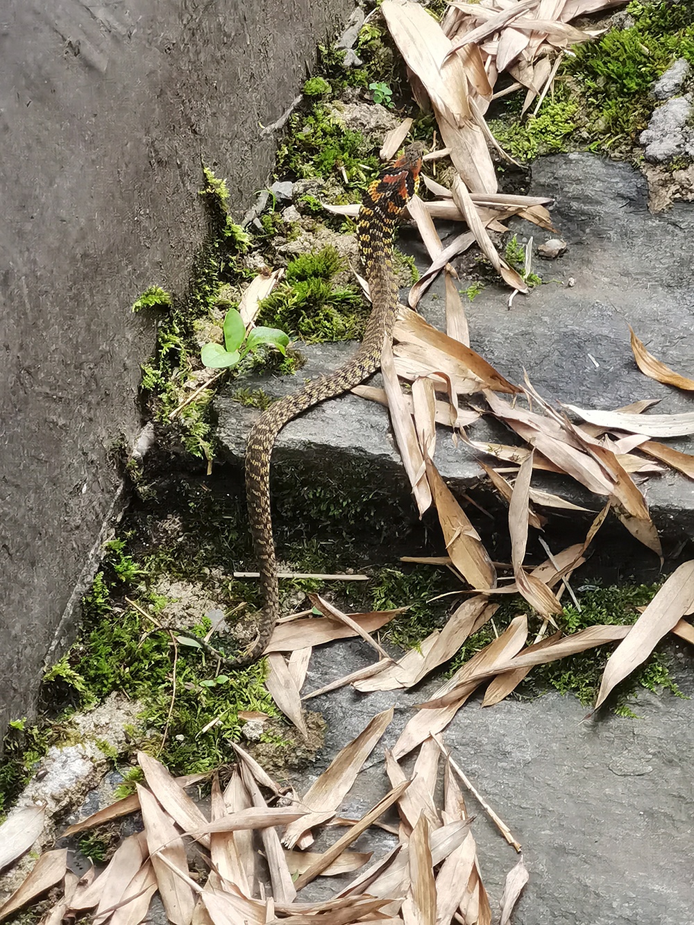 云南发现会捕食蟾蜍“炼毒”的蛇,受威胁时颈部腺体释放毒液 云南发现会捕食蟾蜍“炼毒”的蛇,受威胁时颈部腺体释放毒液