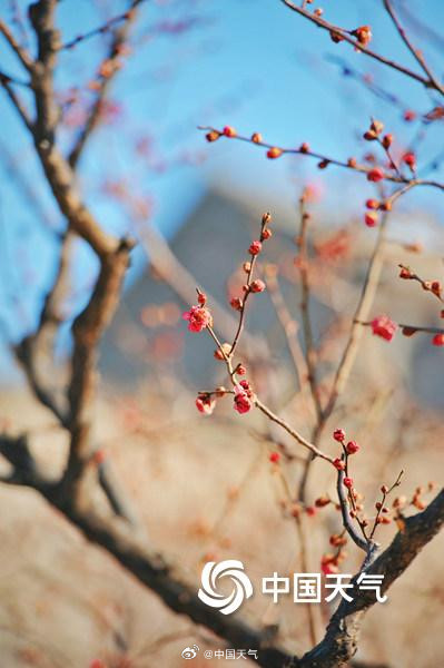 北京明城墙遗址公园梅花含苞待放