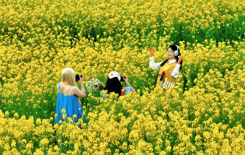 雪山花海同框：苍山雪未消 洱海之畔油菜花盛放