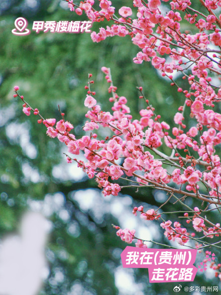 贵州花海打卡指南 贵州花海打卡指南