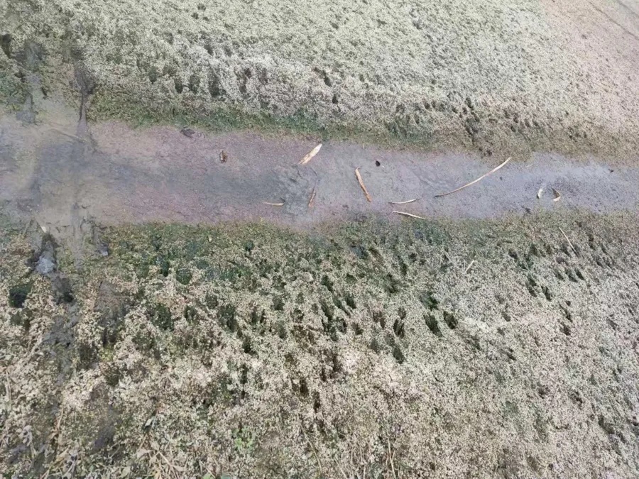 紧急提醒：上海多地已发现！像巨型老鼠，根本不怕人...警惕传播疾病→