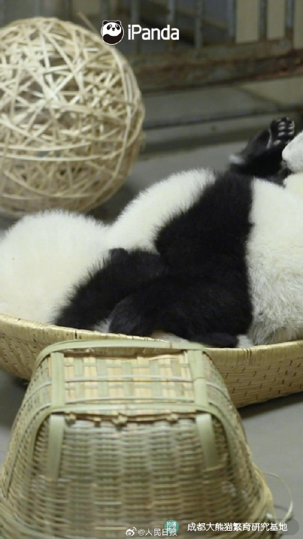 转发接圆满！圆滚滚的熊猫汤圆你爱了吗