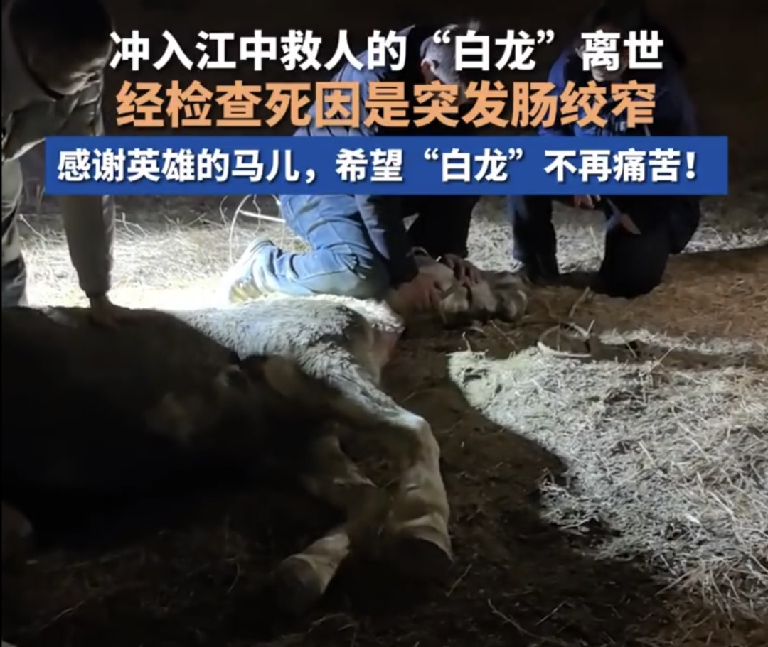 突发！冲入江中救人的“白龙”马离世