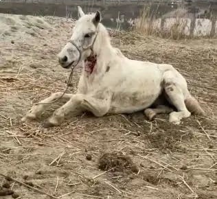 白龙(7岁),不幸去世!死因公布 白龙(7岁),不幸去世!死因公布