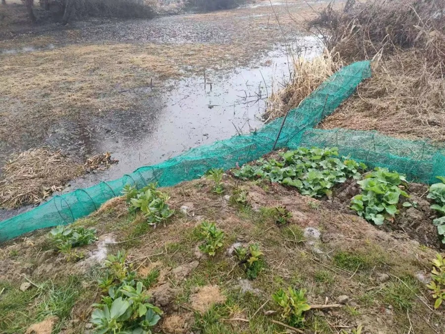 紧急提醒：上海多地已发现！像巨型老鼠，根本不怕人...警惕传播疾病→