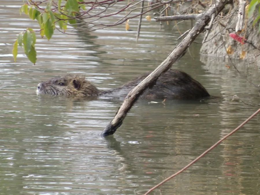鼠鼠爆火出圈，上海多地惊现“同款”！紧急提醒：千万别碰，最严重可致死