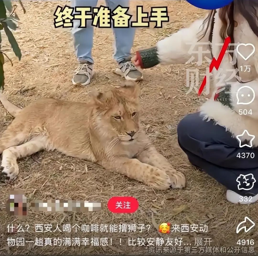 惊呆！花268元边喝咖啡边摸狮子？网友：还是别吧...