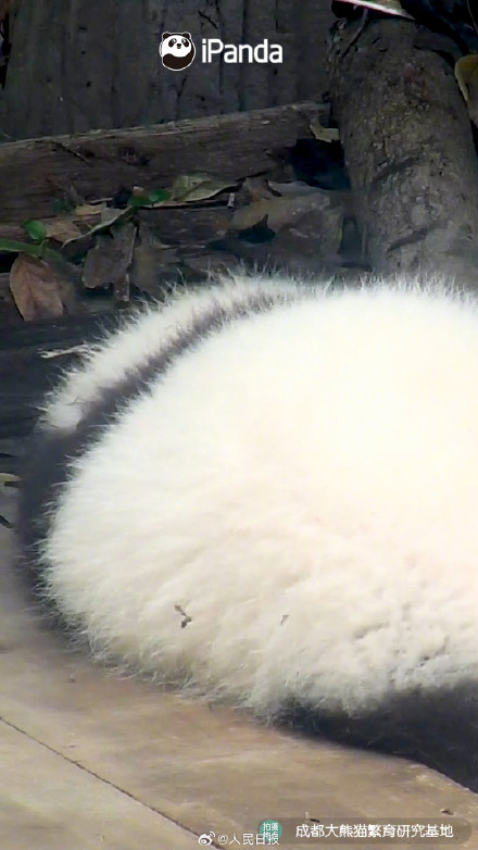 转发接圆满！圆滚滚的熊猫汤圆你爱了吗