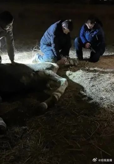 白龙(7岁),不幸去世!死因公布 白龙(7岁),不幸去世!死因公布