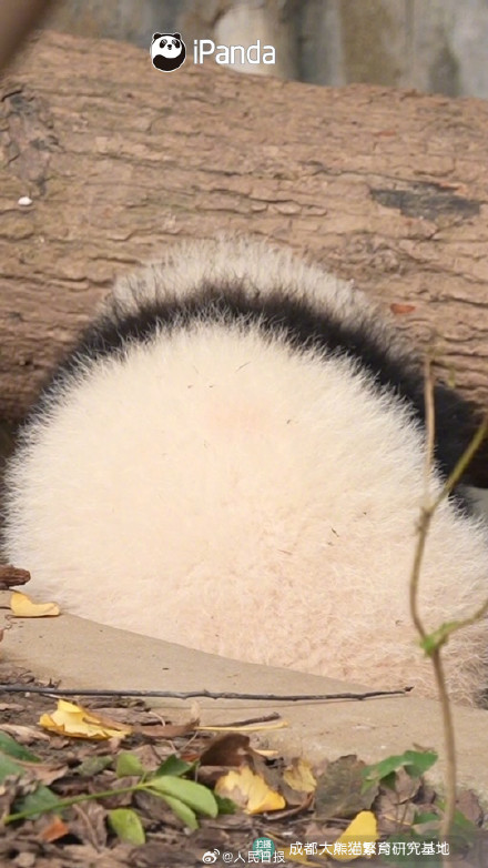 转发接圆满！圆滚滚的熊猫汤圆你爱了吗