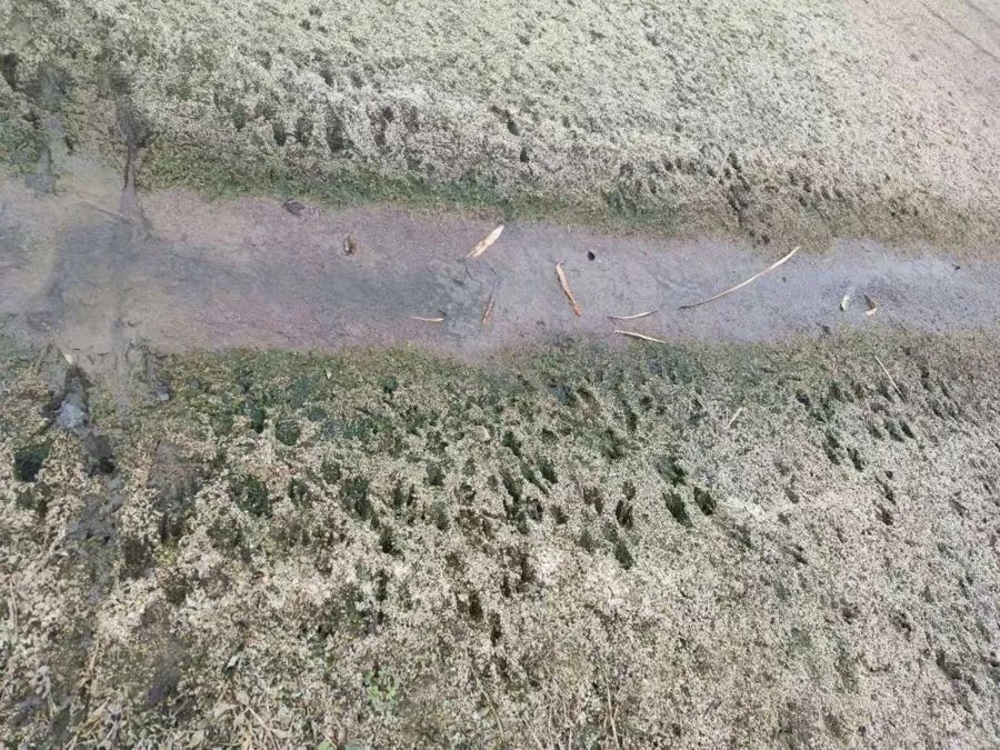 紧急提醒：上海多地已发现！很多人深恶痛绝！千万别碰...可能传染疾病→