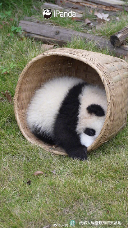 转发接圆满！圆滚滚的熊猫汤圆你爱了吗