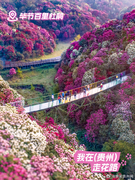 贵州花海打卡指南 贵州花海打卡指南