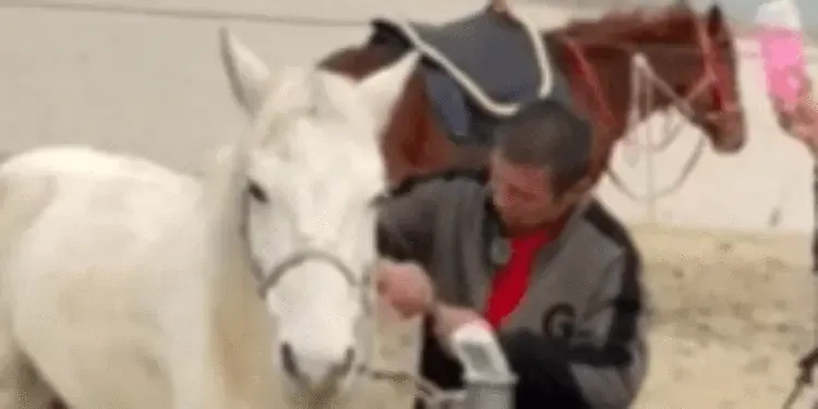 救人的“白龙”（7岁）不幸去世！心痛！