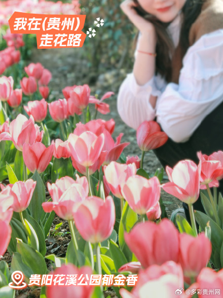 贵州花海打卡指南 贵州花海打卡指南