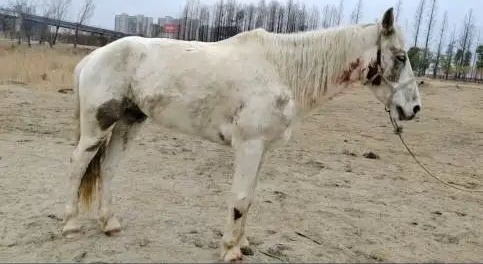 白龙(7岁),不幸去世!死因公布 白龙(7岁),不幸去世!死因公布