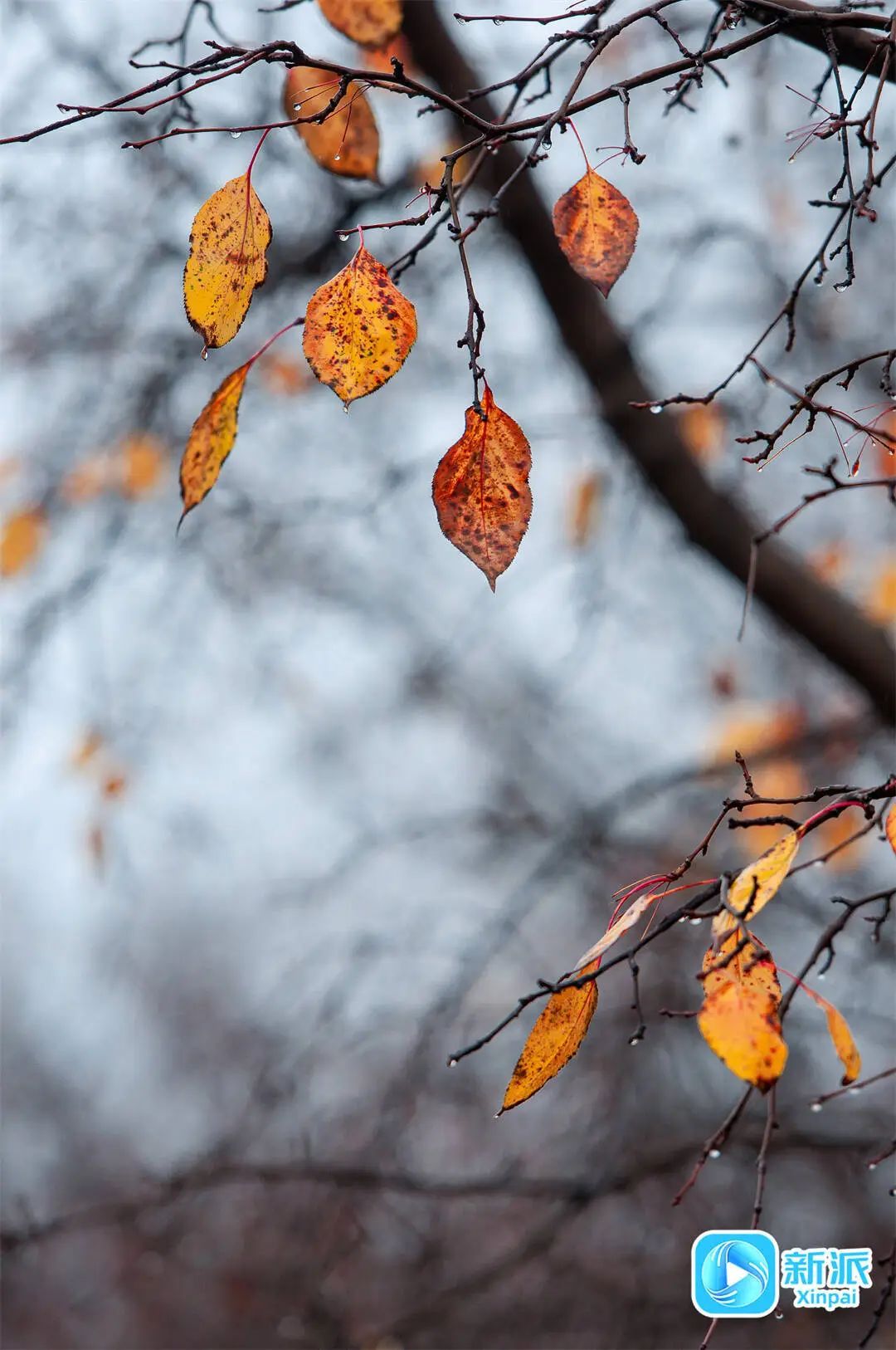 还有雨雪吗?潍坊最新雨情和预报→ 还有雨雪吗?潍坊最新雨情和预报→