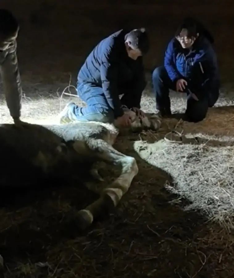 “白龙”走了,感谢英雄的马儿 “白龙”走了,感谢英雄的马儿