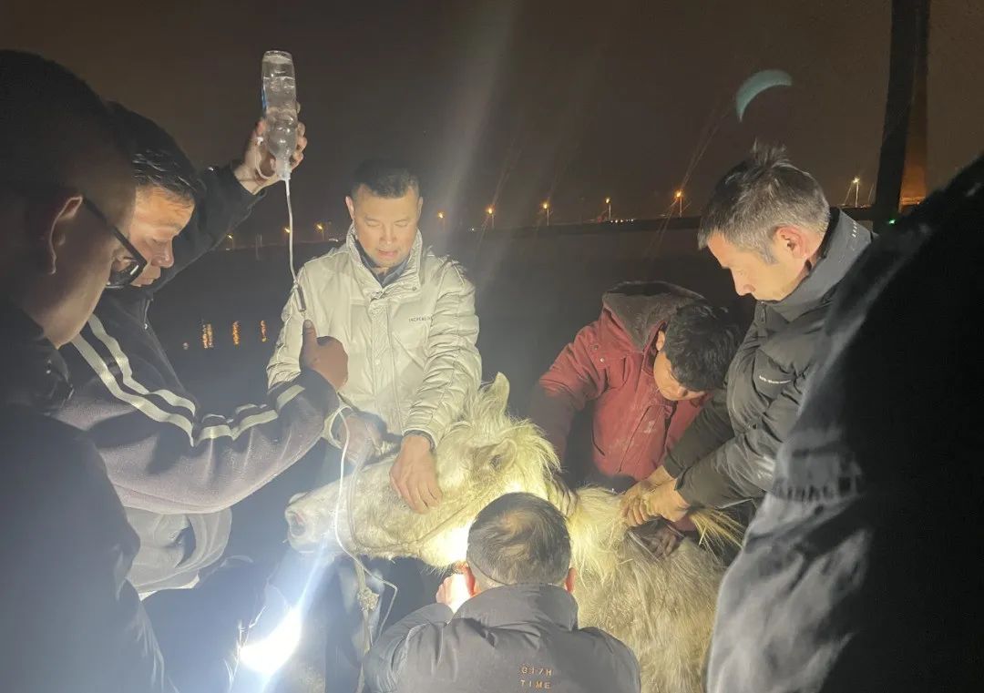 “白龙”走了,感谢英雄的马儿 “白龙”走了,感谢英雄的马儿