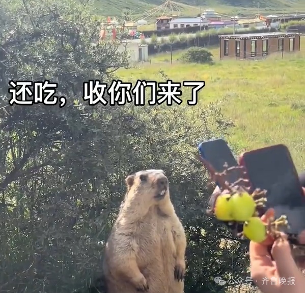 想学哪吒!网友纷纷晒图,忍不住想下手?千万别碰! 想学哪吒!网友纷纷晒图,忍不住想下手?千万别碰!