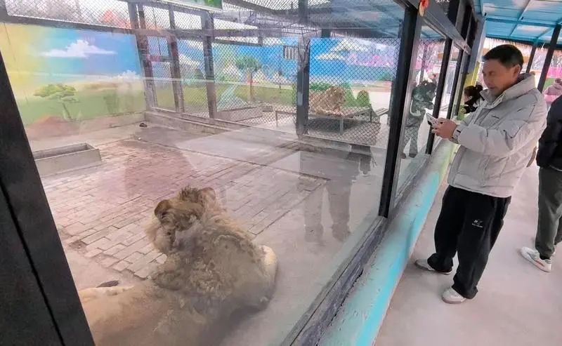 惊呆！花268元边喝咖啡边摸狮子？网友：还是别吧...