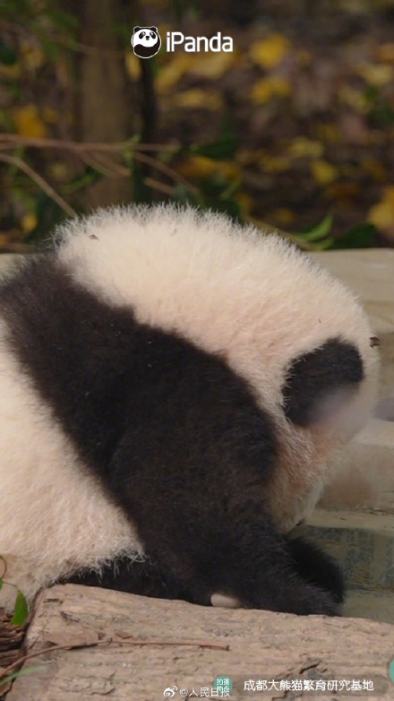 转发接圆满！圆滚滚的熊猫汤圆你爱了吗