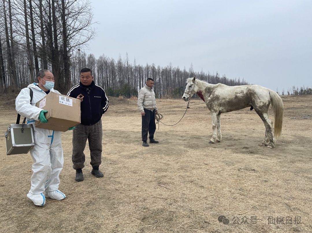 “白龙”走了,感谢英雄的马儿 “白龙”走了,感谢英雄的马儿