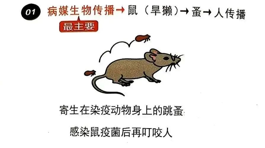 “还吃，收你们来了！”千万别学哪吒收鼠鼠，“獭”很危险